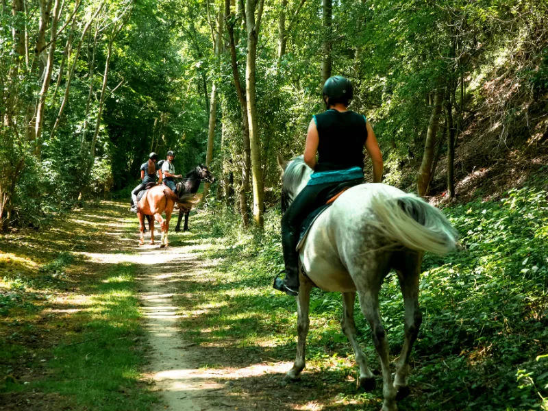 Forêt indivise d'Eu
