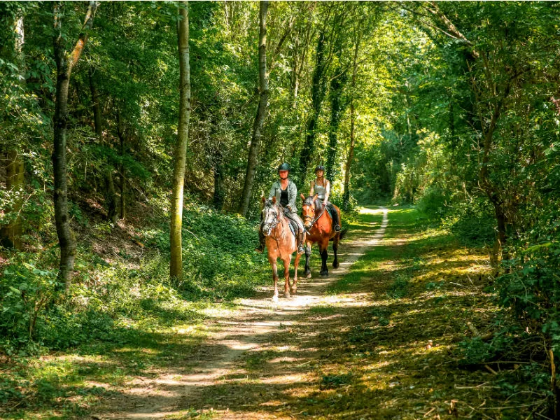 Forêt indivise d'Eu