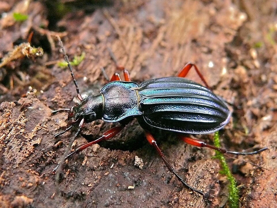 Golden_Ground_Beetle_(Chrysocarabus_auronitens)_ Forêt d Écouves