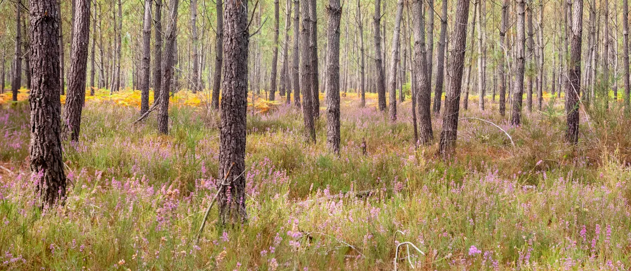 Guide des Landes Explorissima - Foret des Landes