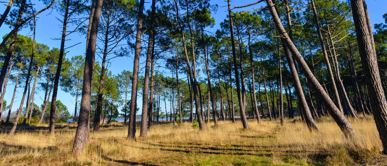 Blog - Géographie des Landes