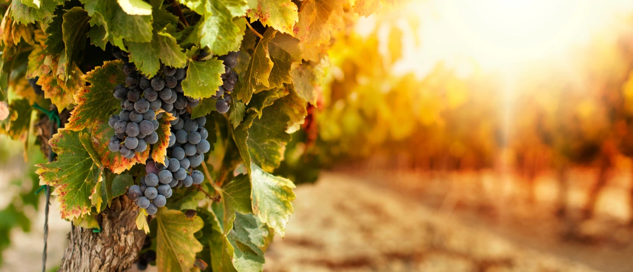 Guide des Landes Explorissima - Itinéraires gourmands
