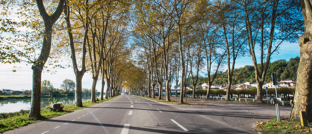Peyrehorade - Allée de platanes