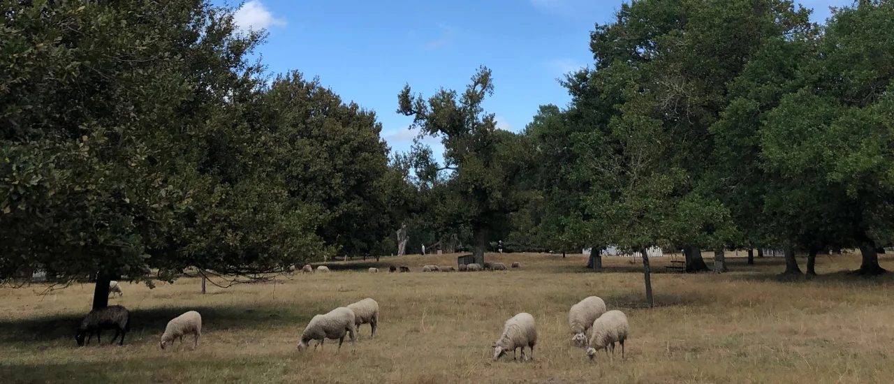 Sabres - Moutons de l'écomusée de Marquèze