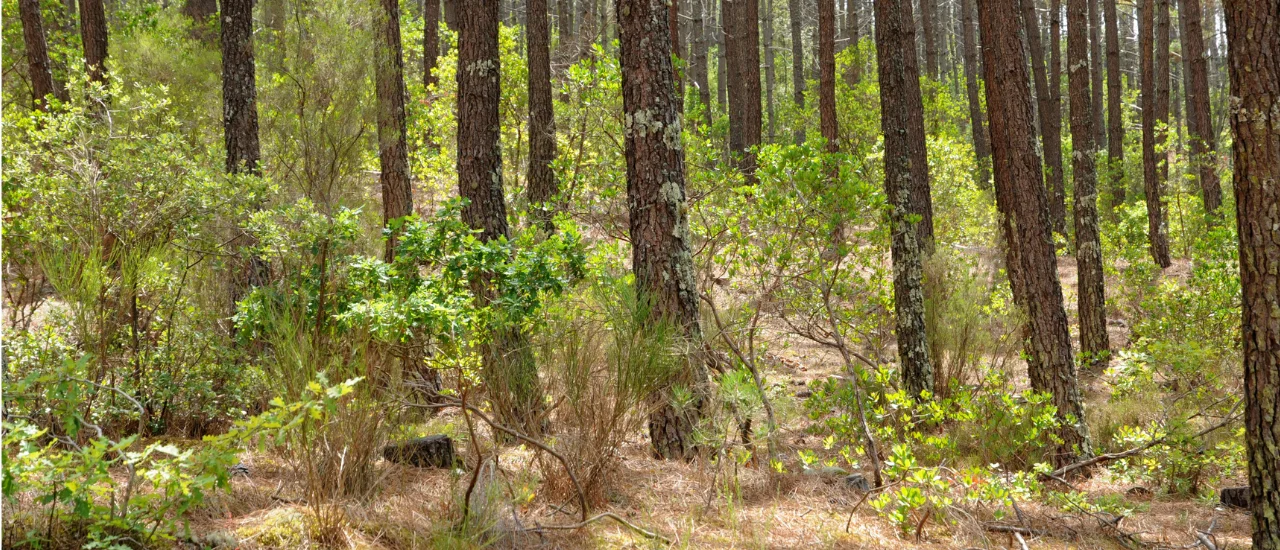Sanguinet - Forêt des Landes