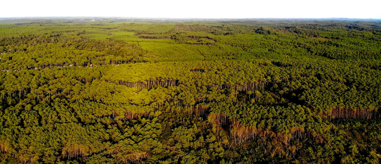 Seignosse - Forêt des Landes