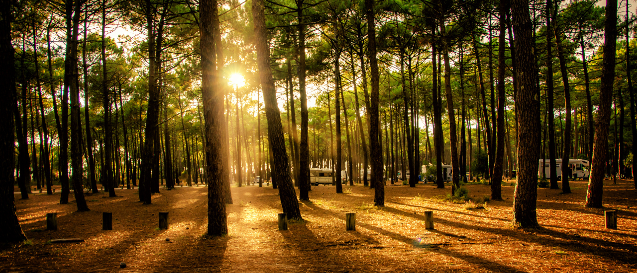 Guide des Landes Explorissima - Forêt des Landes