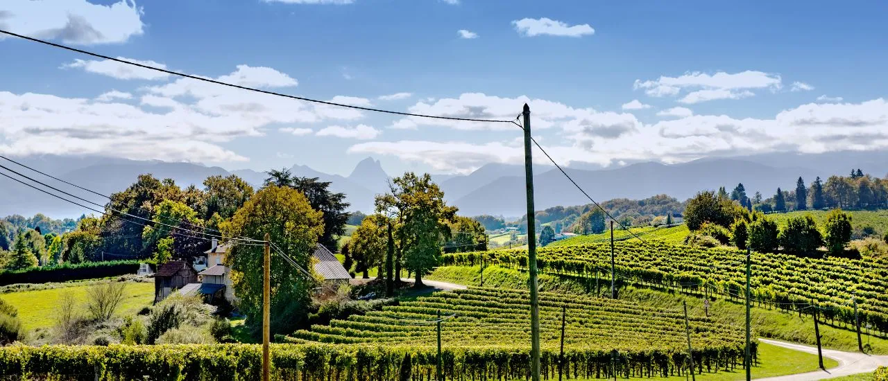 Jurançon - Vignes