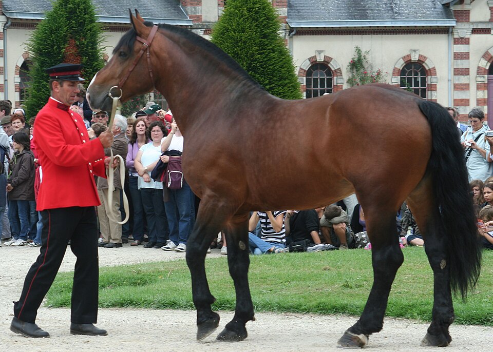 Haras national de Saint Lô
