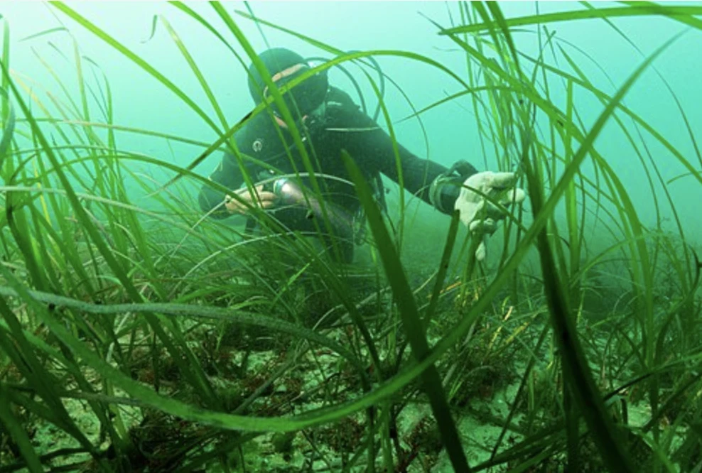 Herbier de zostère marine