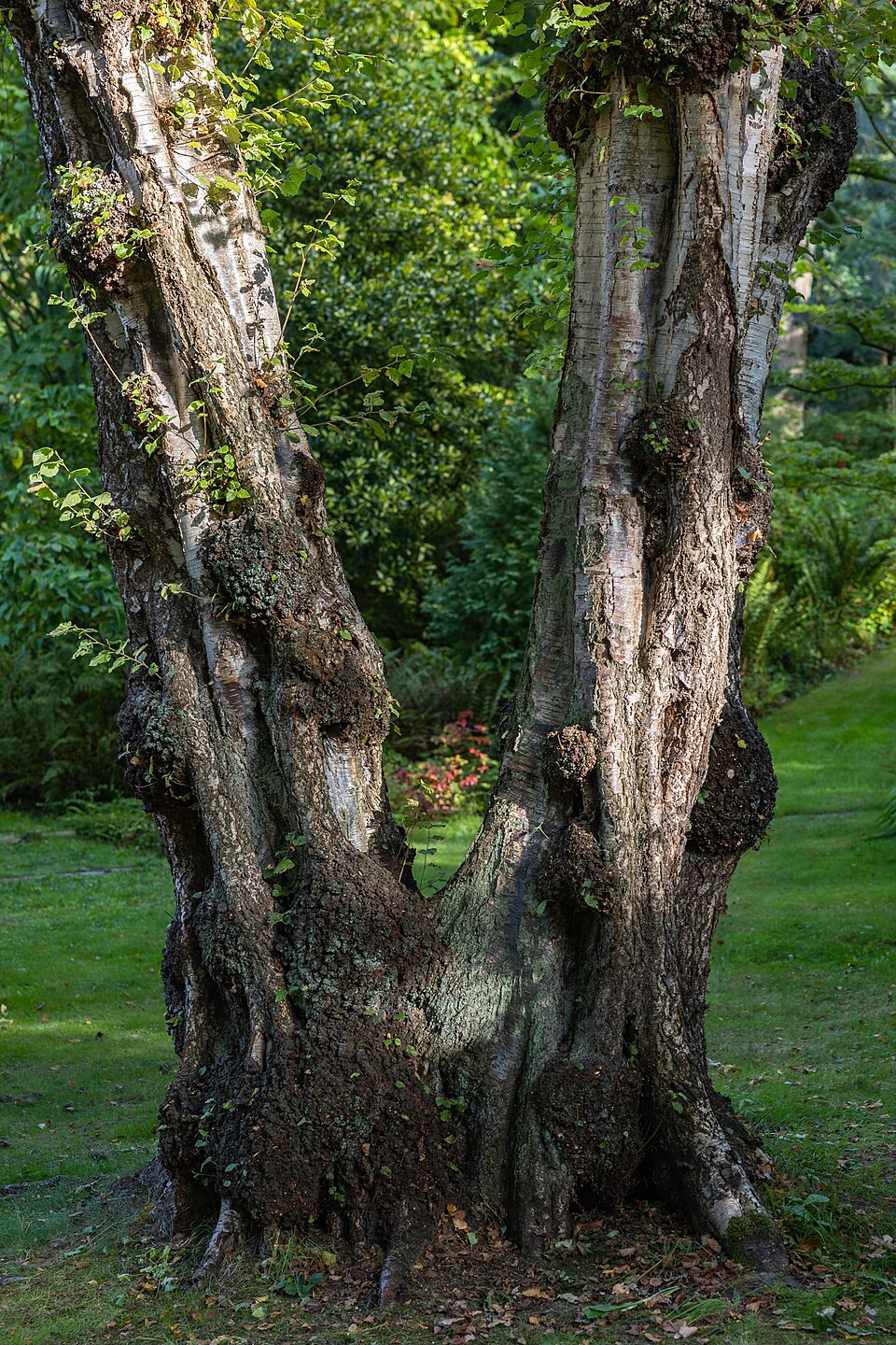 Jardin Le Vasterival