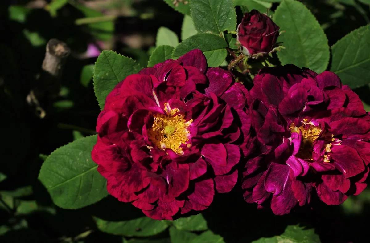 Jardin-Roseraie Chasse Spleen