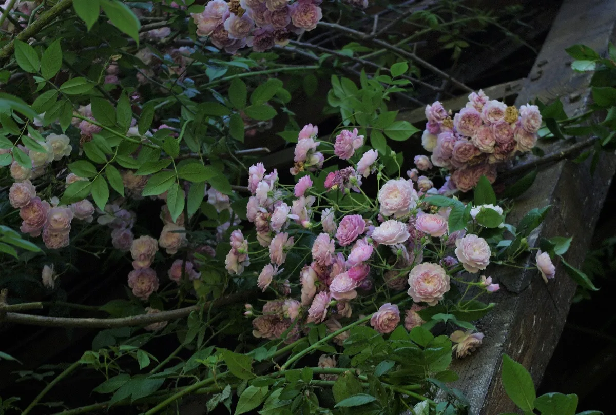Jardin-Roseraie Chasse Spleen