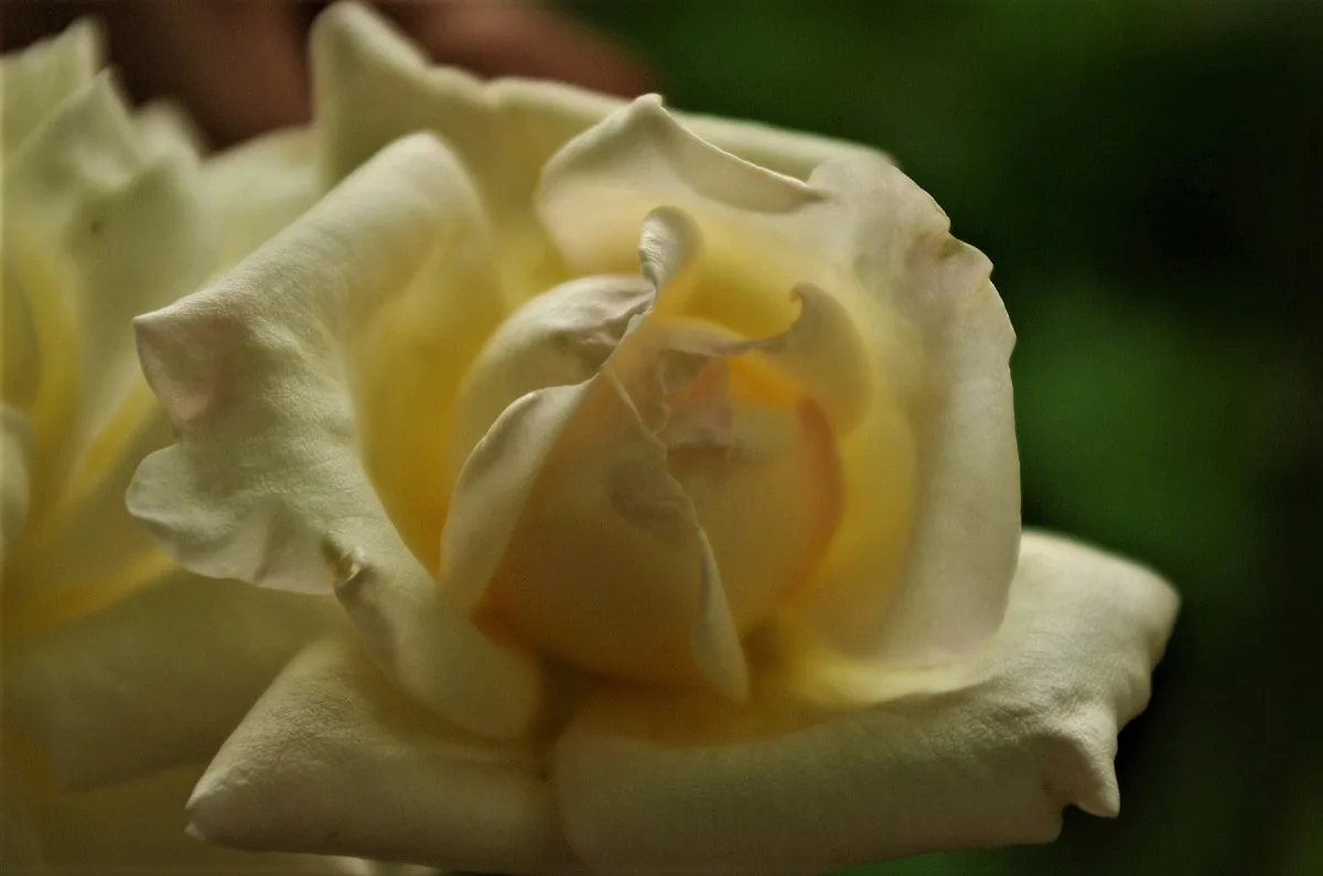 Jardin-Roseraie Chasse Spleen