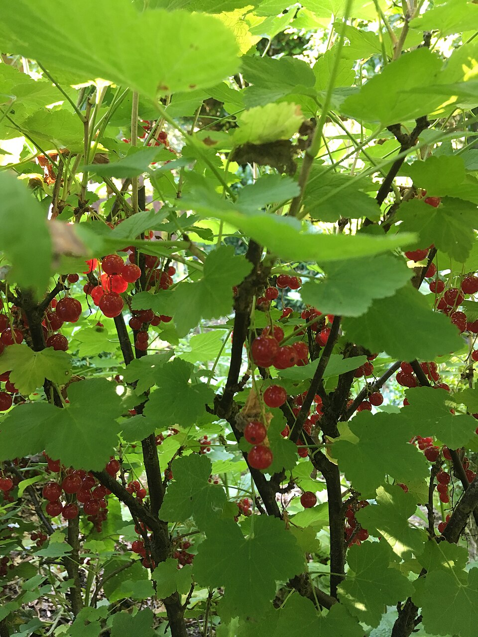 Jardin du Manoir de l'Aumônerie