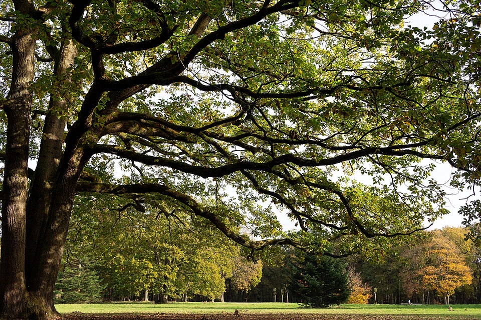 La Forêt de Montgeon