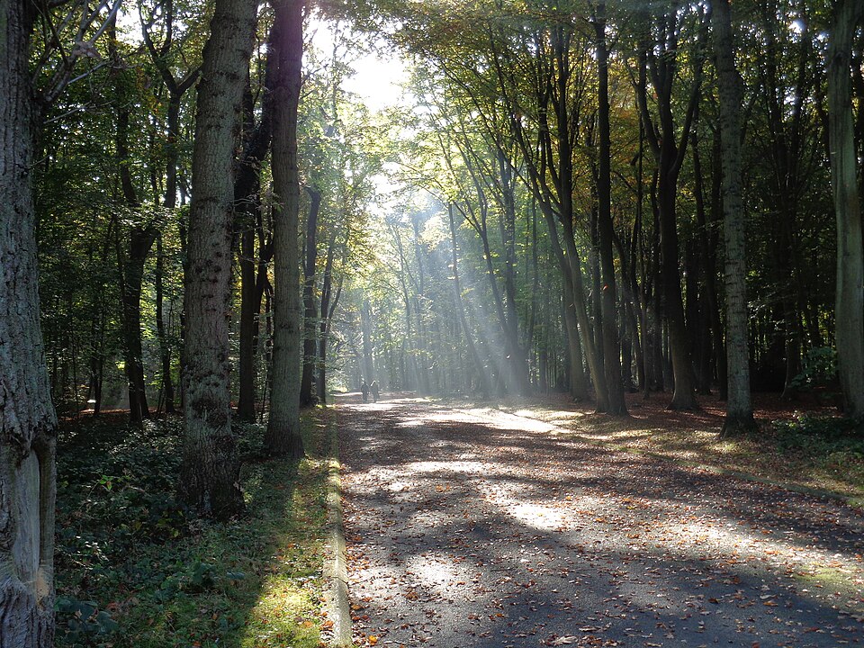 La Forêt de Montgeon
