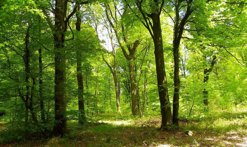 La forêt d Andaine