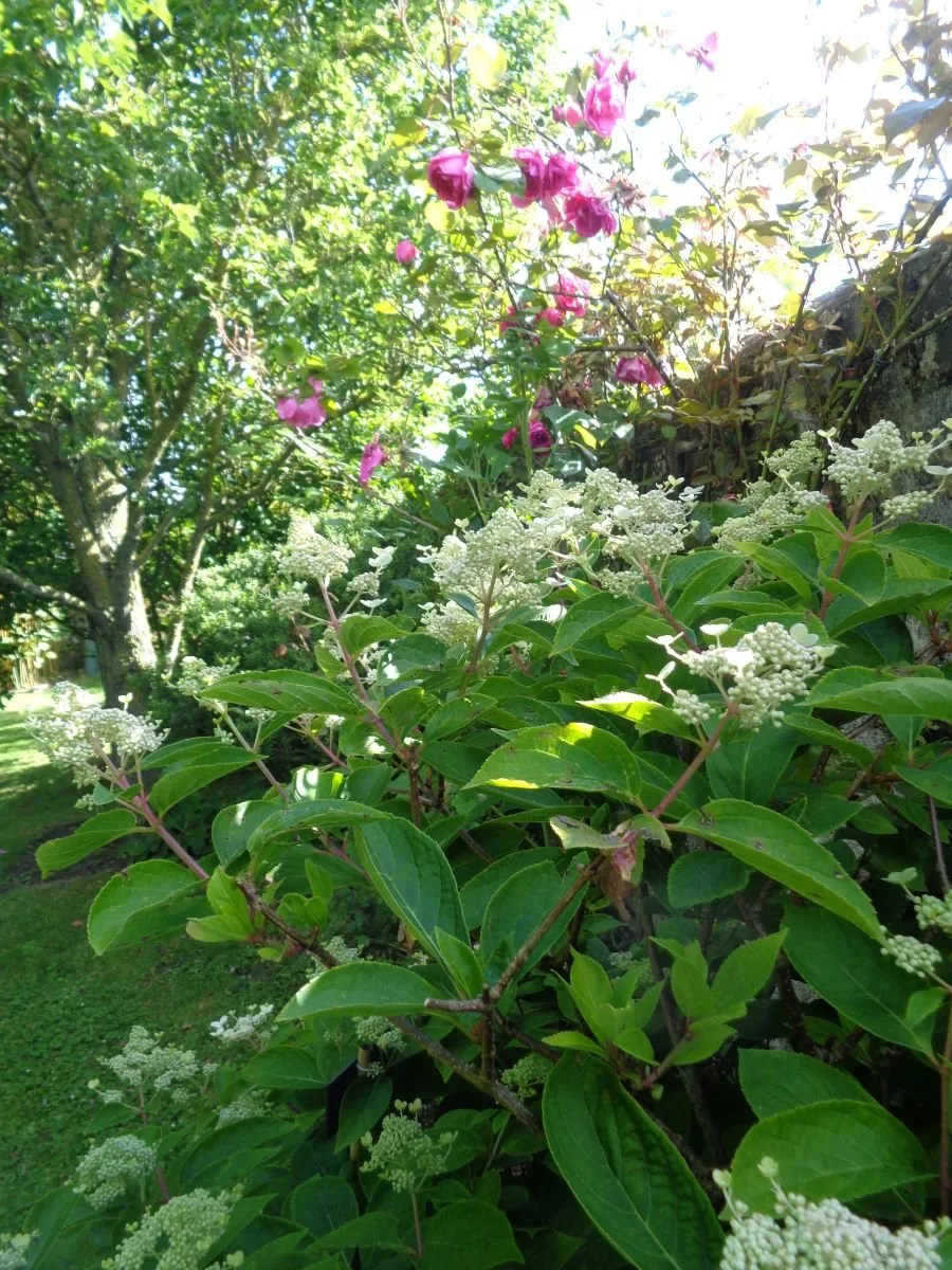 Le jardin du Presbytère de Brucheville