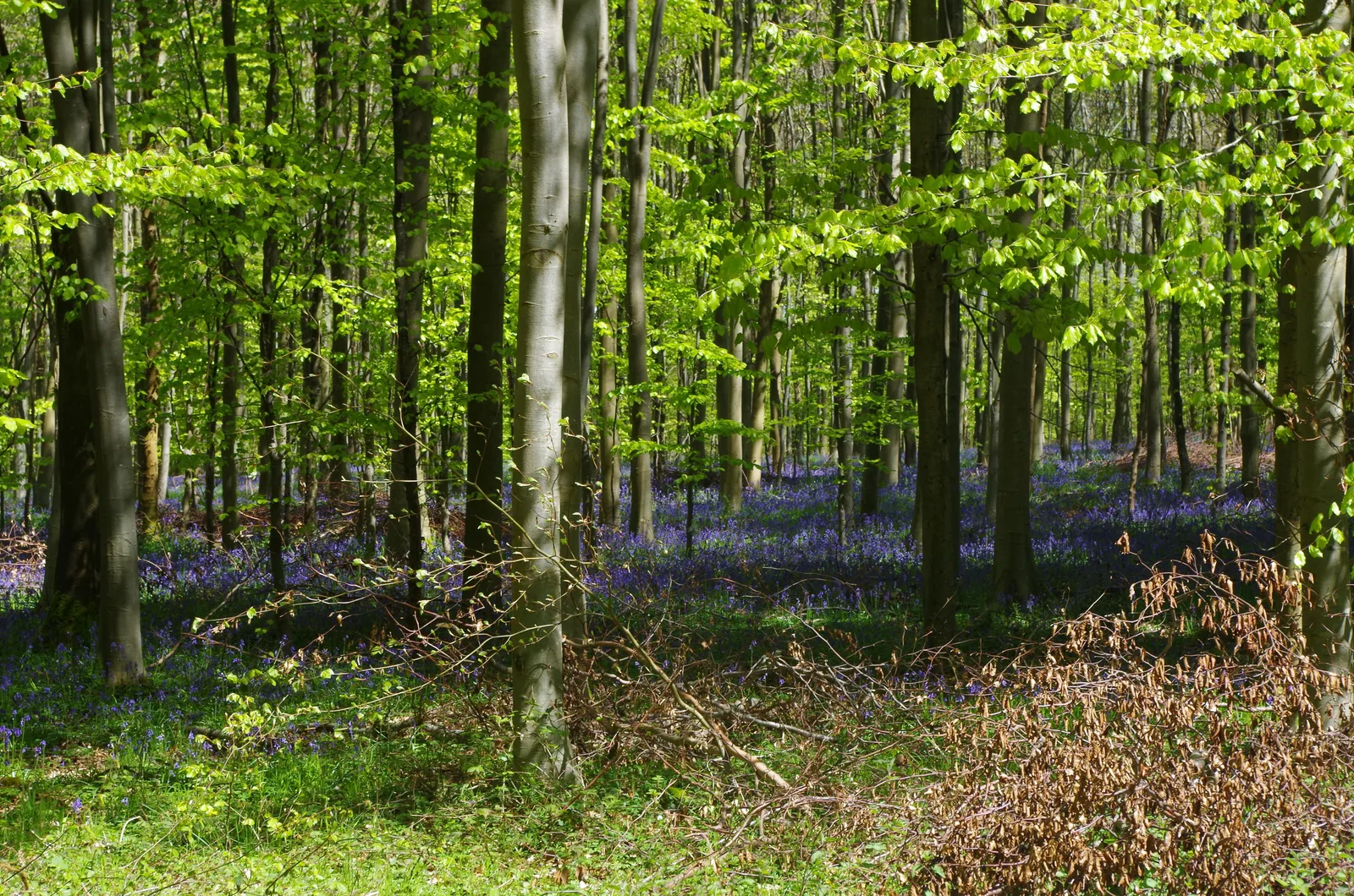 Les insolites de la forêt d'Eu