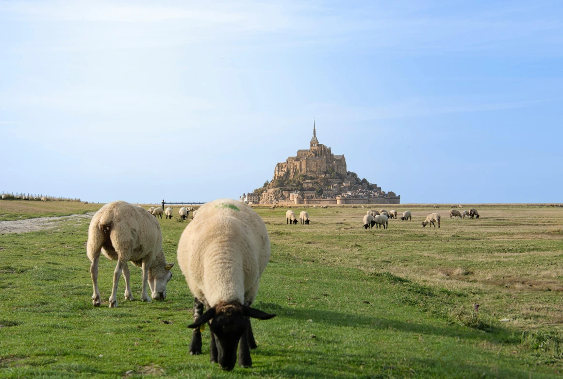 Mont-Saint-Michel moutons pre-sale