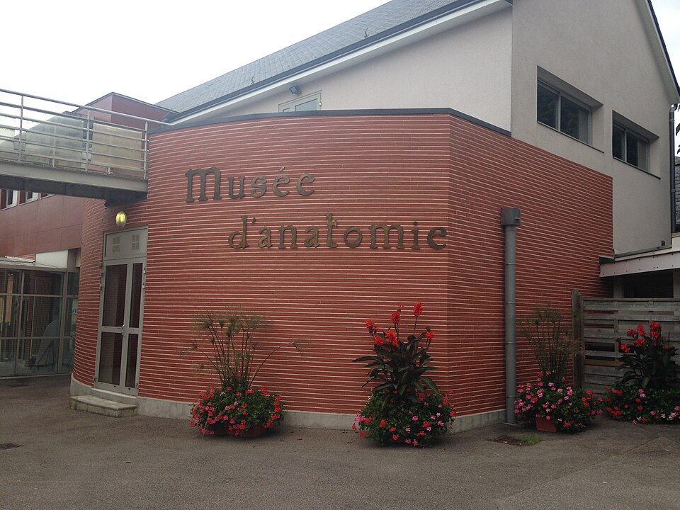 Musée de l'Ecorché d'Anatomie du Neubourg