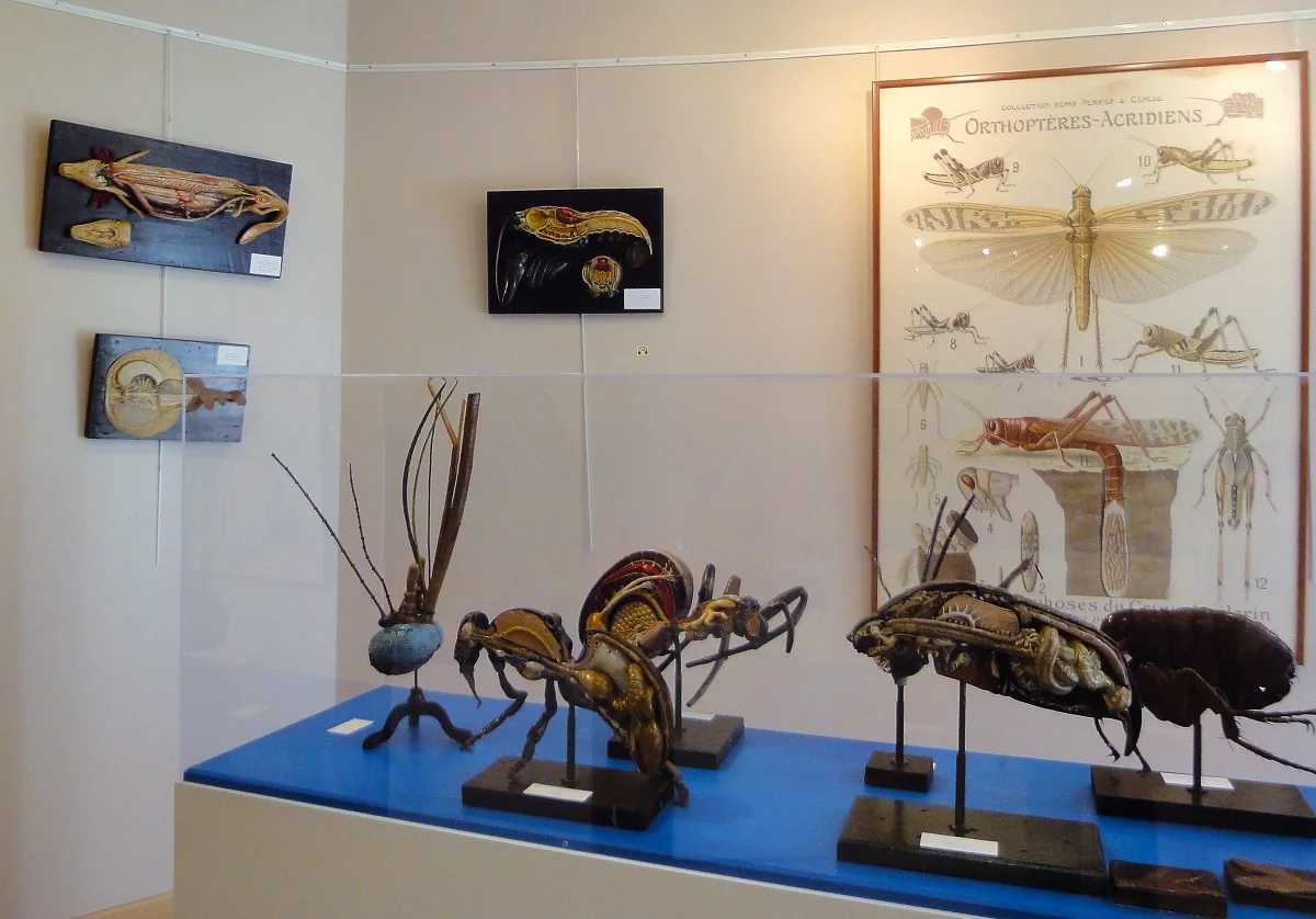 Musée de l'Ecorché d'Anatomie du Neubourg