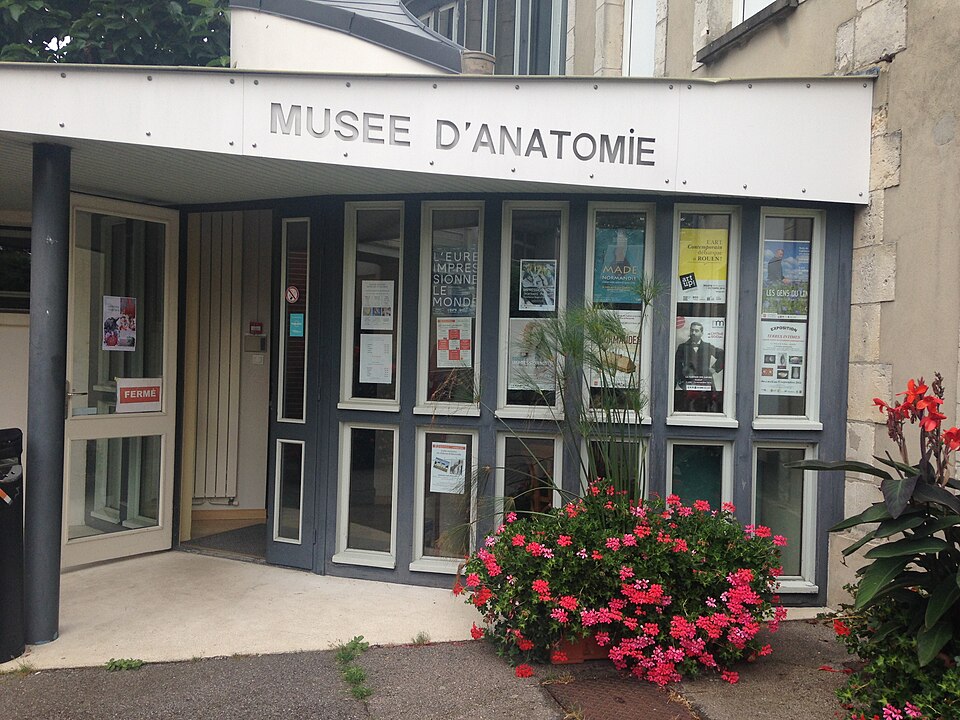 Musée de l'Ecorché d'Anatomie du Neubourg
