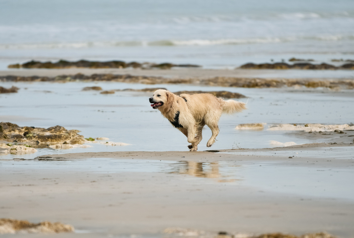 La Normandie avec un chien