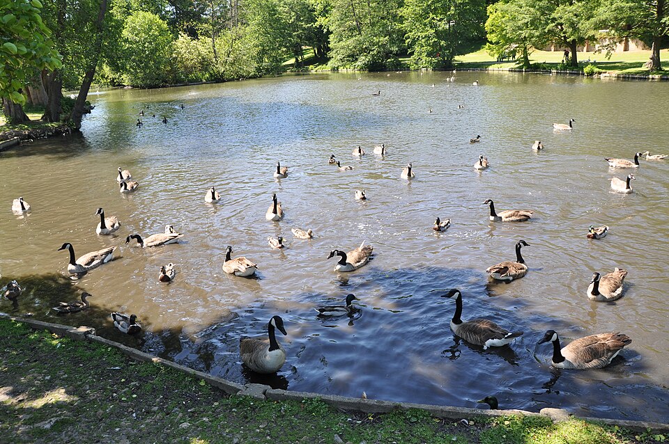 Oies du Canada, Le parc de Rouelles