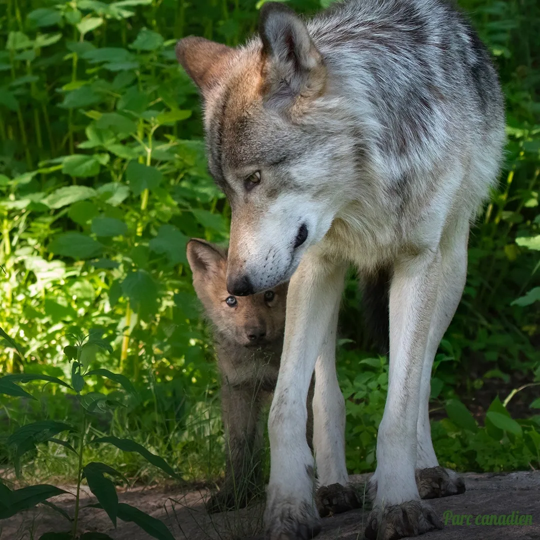 Parc canadien - Visite du Temple des loups