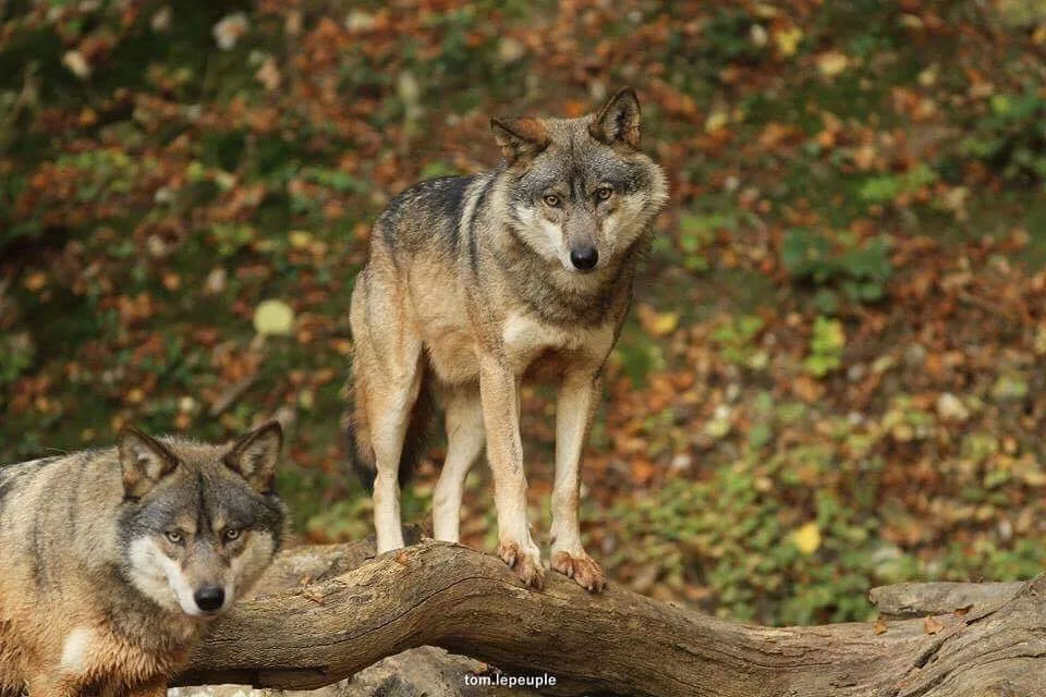 Parc canadien - Visite du Temple des loups