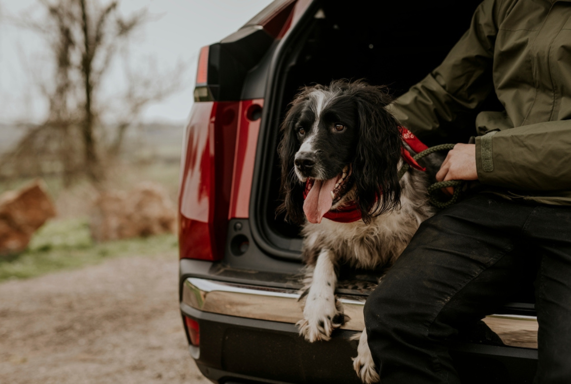 Pause pour le chien