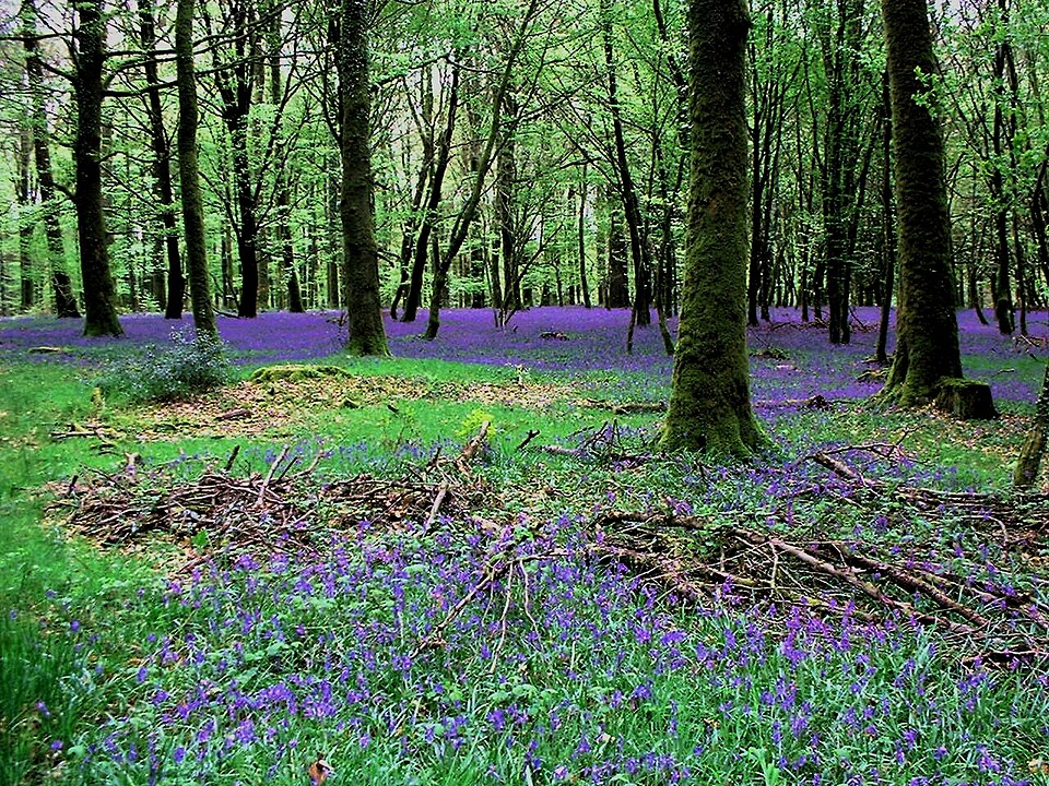 Paysage de la forêt des Andaines