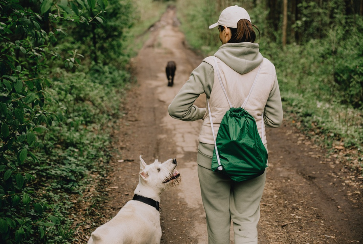 Chiens en promenades