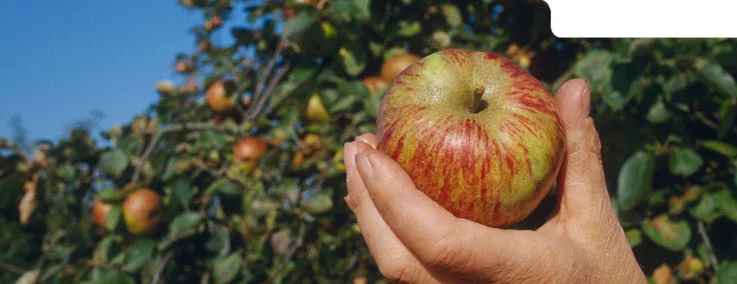 Route des Fruits- Jumièges