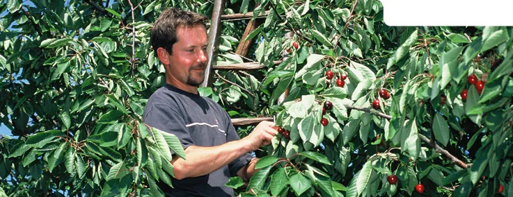 Route des Fruits- Jumièges
