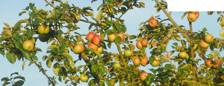 Route des Fruits- Jumièges