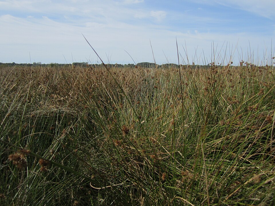 Réserve naturelle de la Sangsurière et de l'Adriennerie