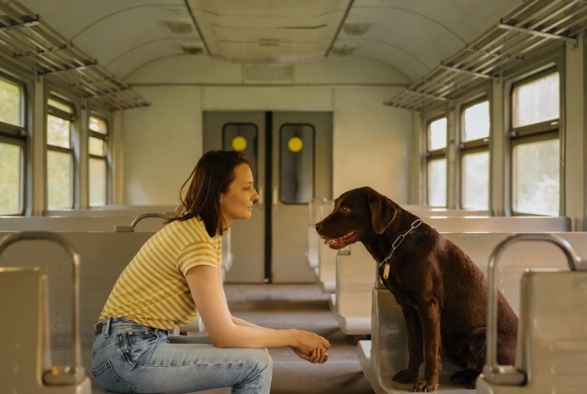 Chien dans le train
