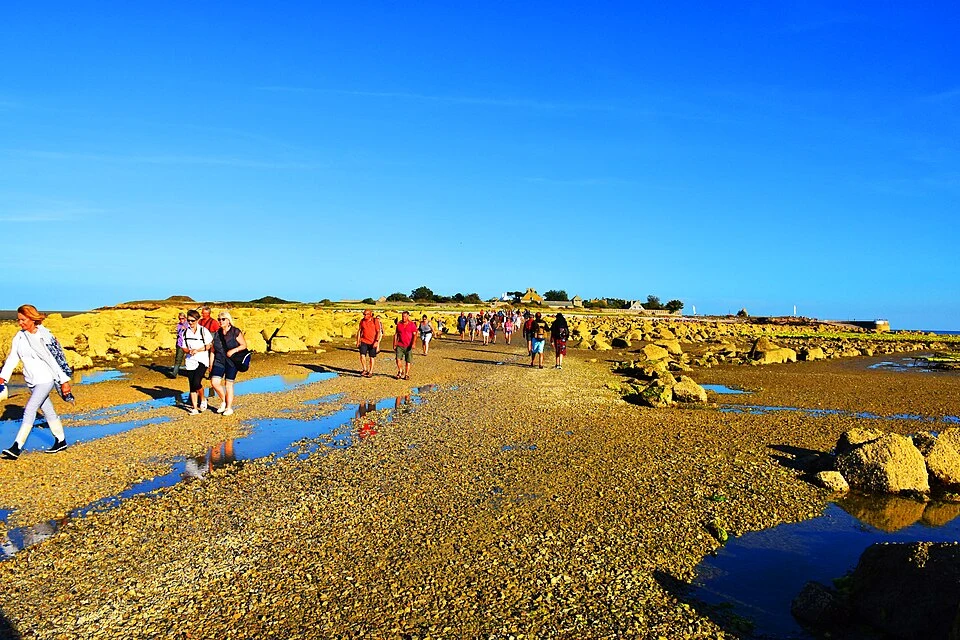 Traversée à pied et visite commentée de l'île Tatihou
