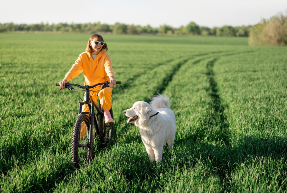 Vélo et labrador