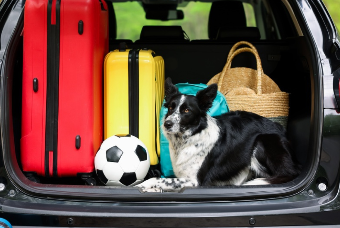 Chien en voiture