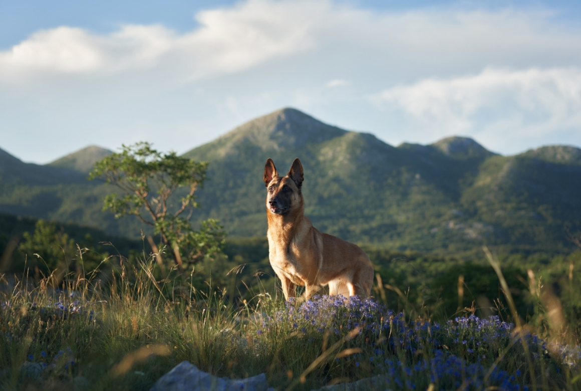 Chien a la montagne