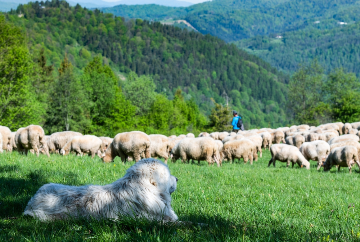 Chien de troupeau 1