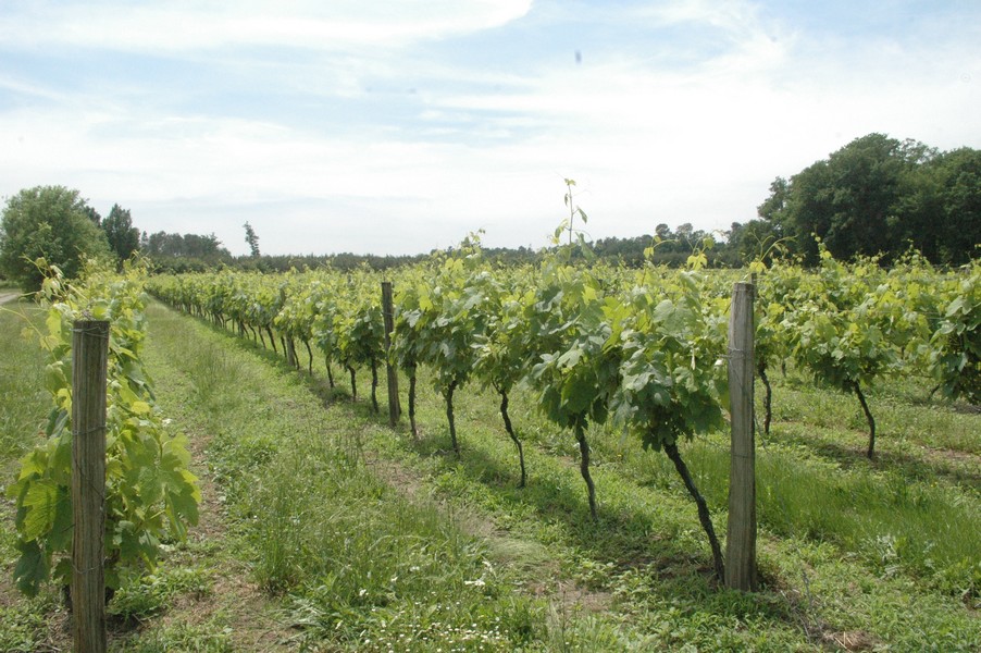 ©vignes
