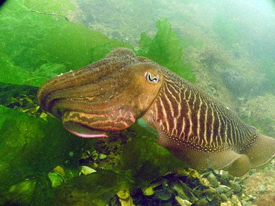 Les AquanautesLesaquanautes-Capbreton-OTILAS