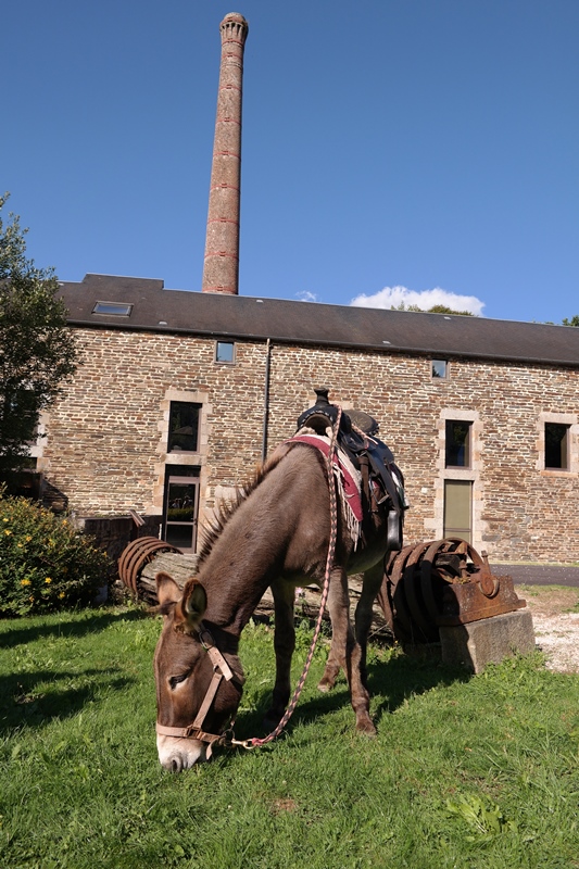 OTMORTAINAISAne devant Moulin - OT du Mortainais