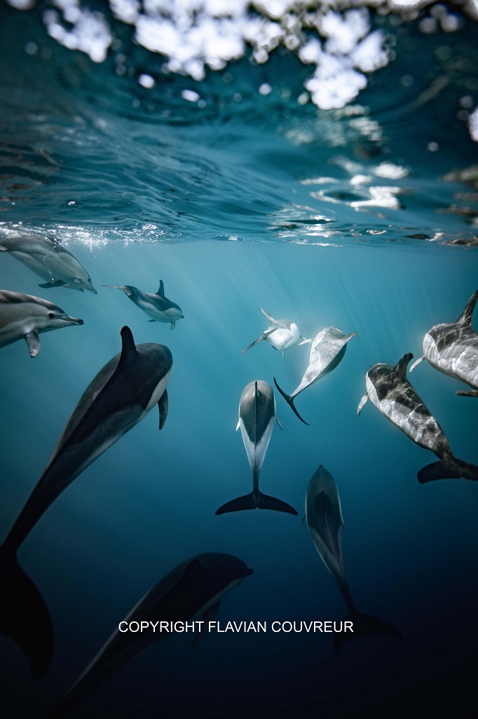Flavian CouvreurAPEX CETACEA - Flavian Couvreur