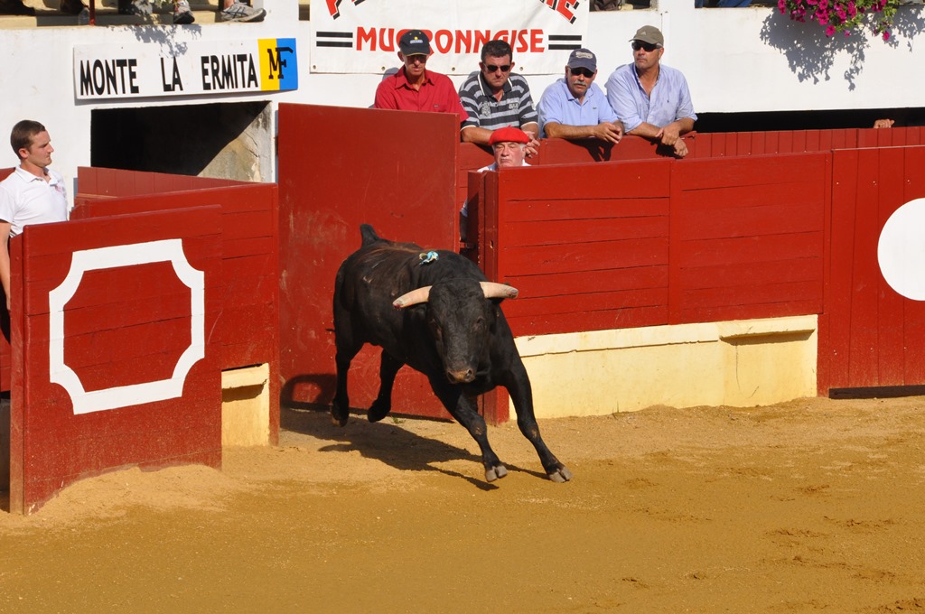 Francis LafargueArènes St Sever novillada